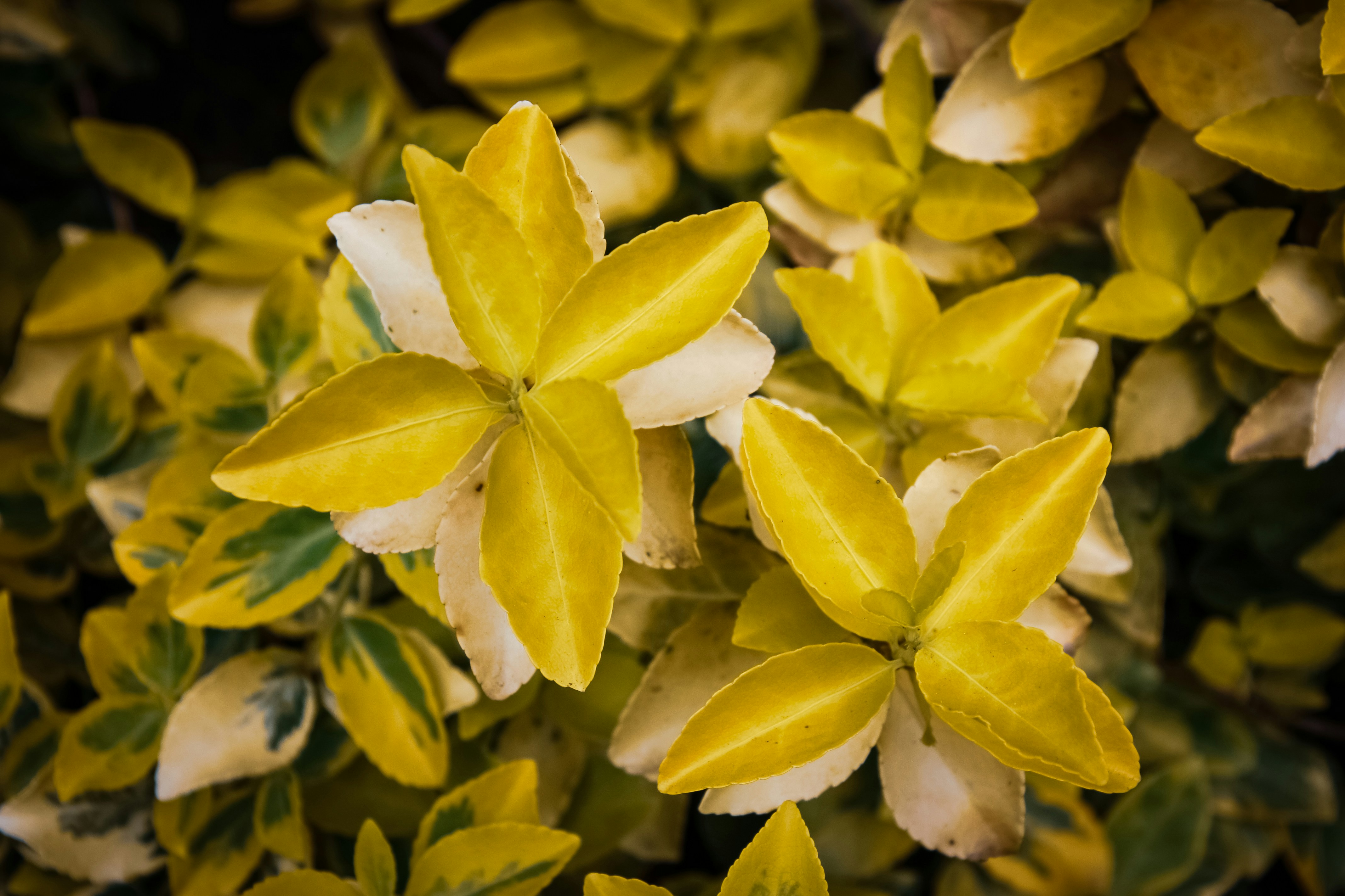 Photo by anthonyaird