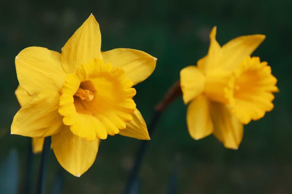 two yellow daffodils are in a vase