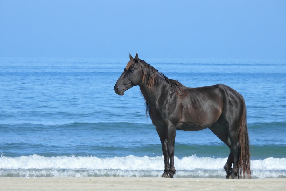 a brown horse standing on top of a sandy beach