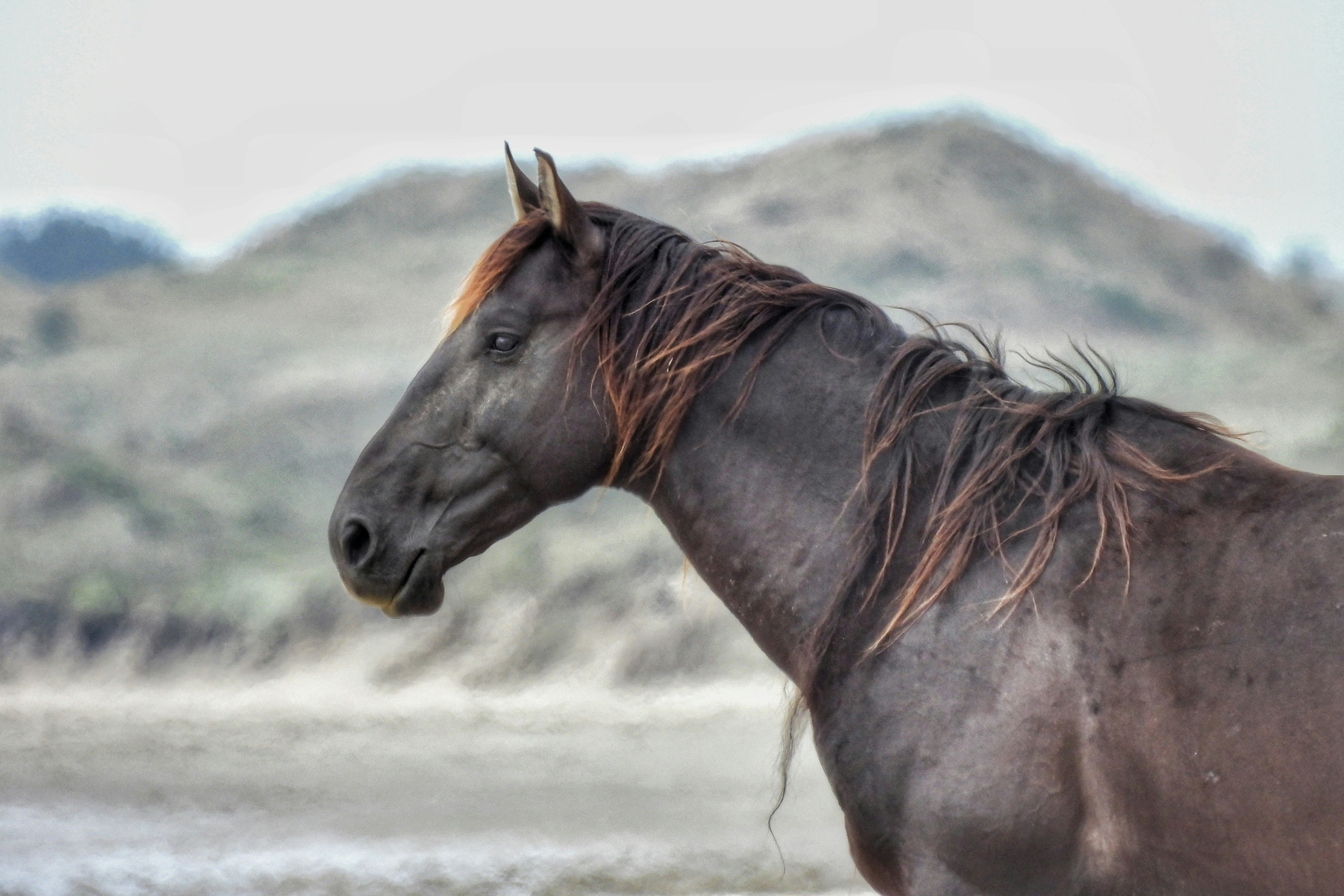 A Humane Way To Manage Wild Horses Already Exists. Why Isn’t It Being Used