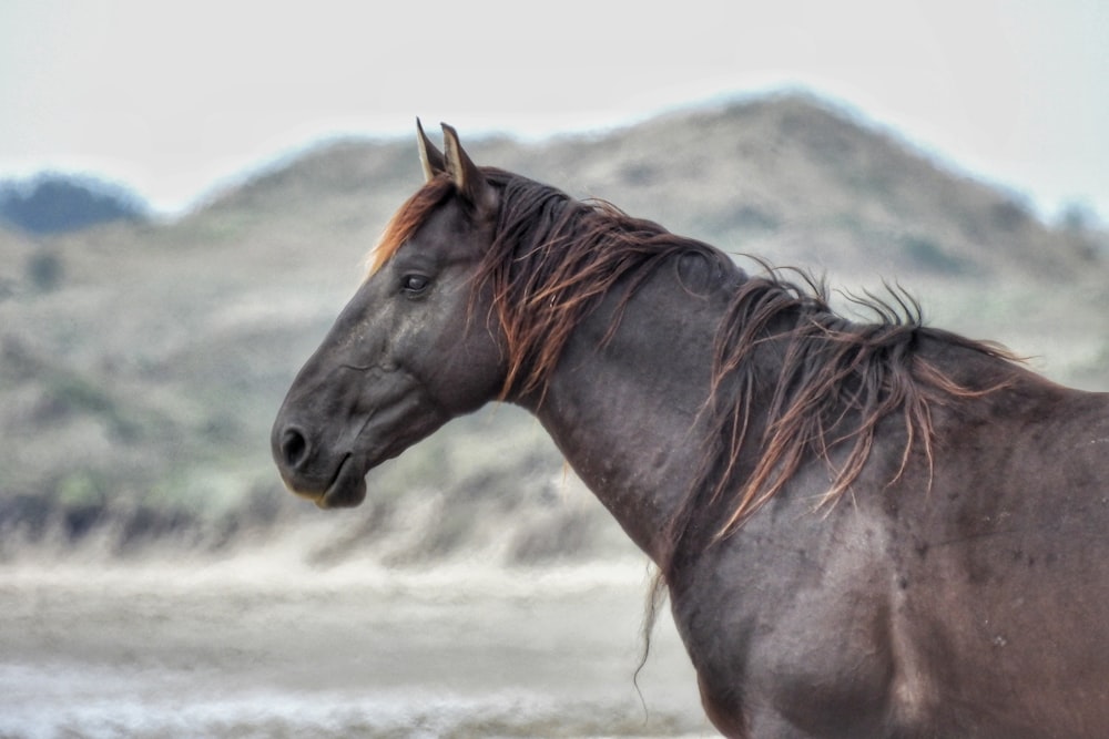 a brown horse standing on top of a sandy beach