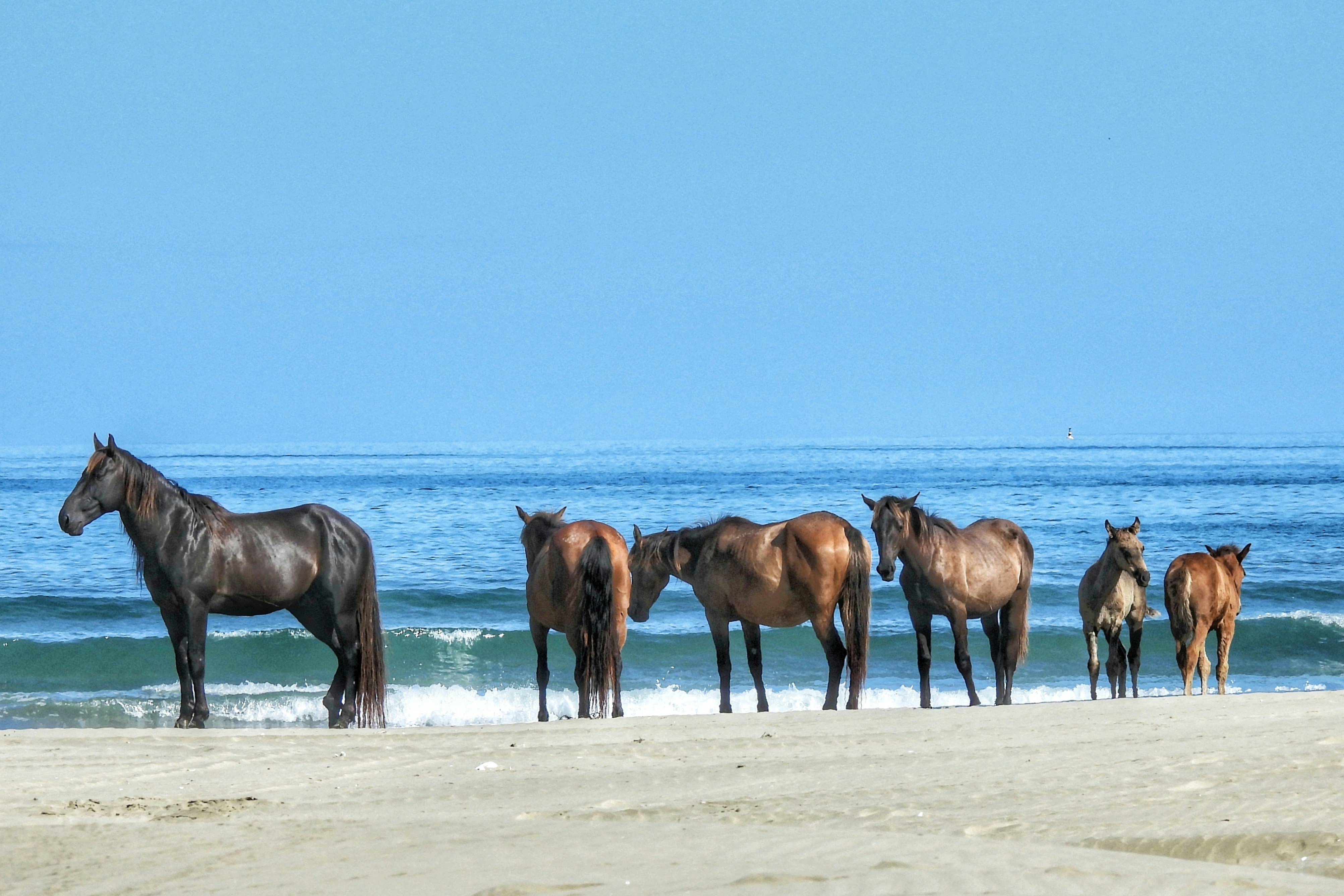 Ahipara, New Zealand - A herd of wild horses early morning on Ahipara beach New Zealand