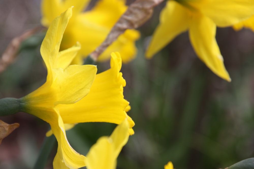 a bunch of yellow flowers that are blooming