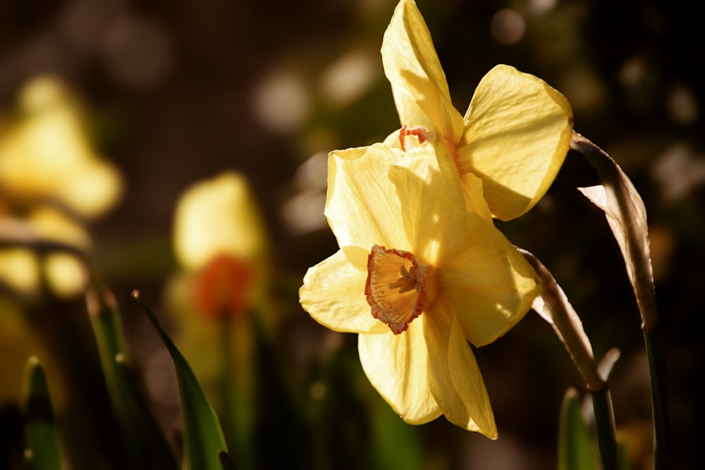 a close up of a yellow flower with other flowers in the background