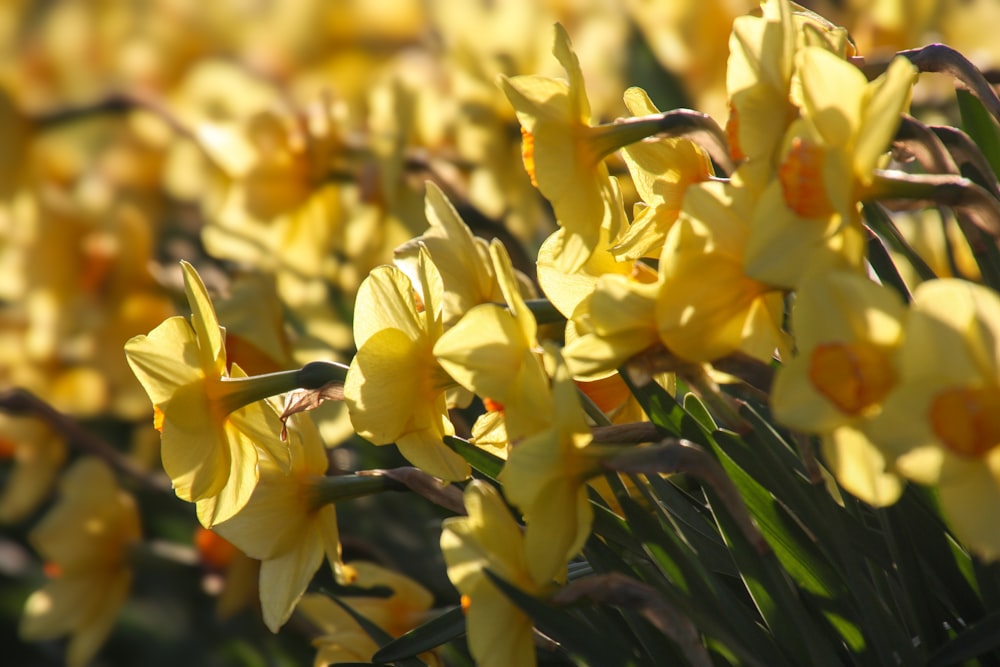 a bunch of yellow flowers that are in the grass