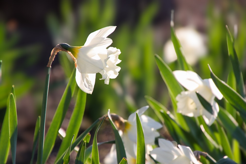 a close up of a white flower in the grass