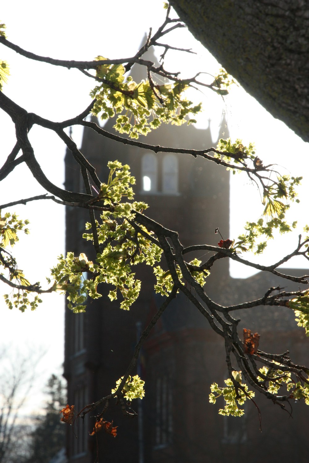 a tree branch with a clock tower in the background