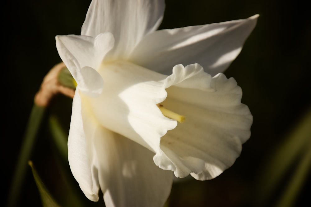 a close up of a white flower with a black background