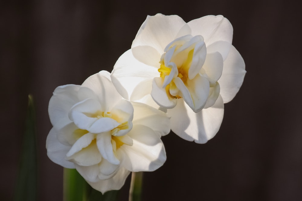a couple of white flowers sitting next to each other