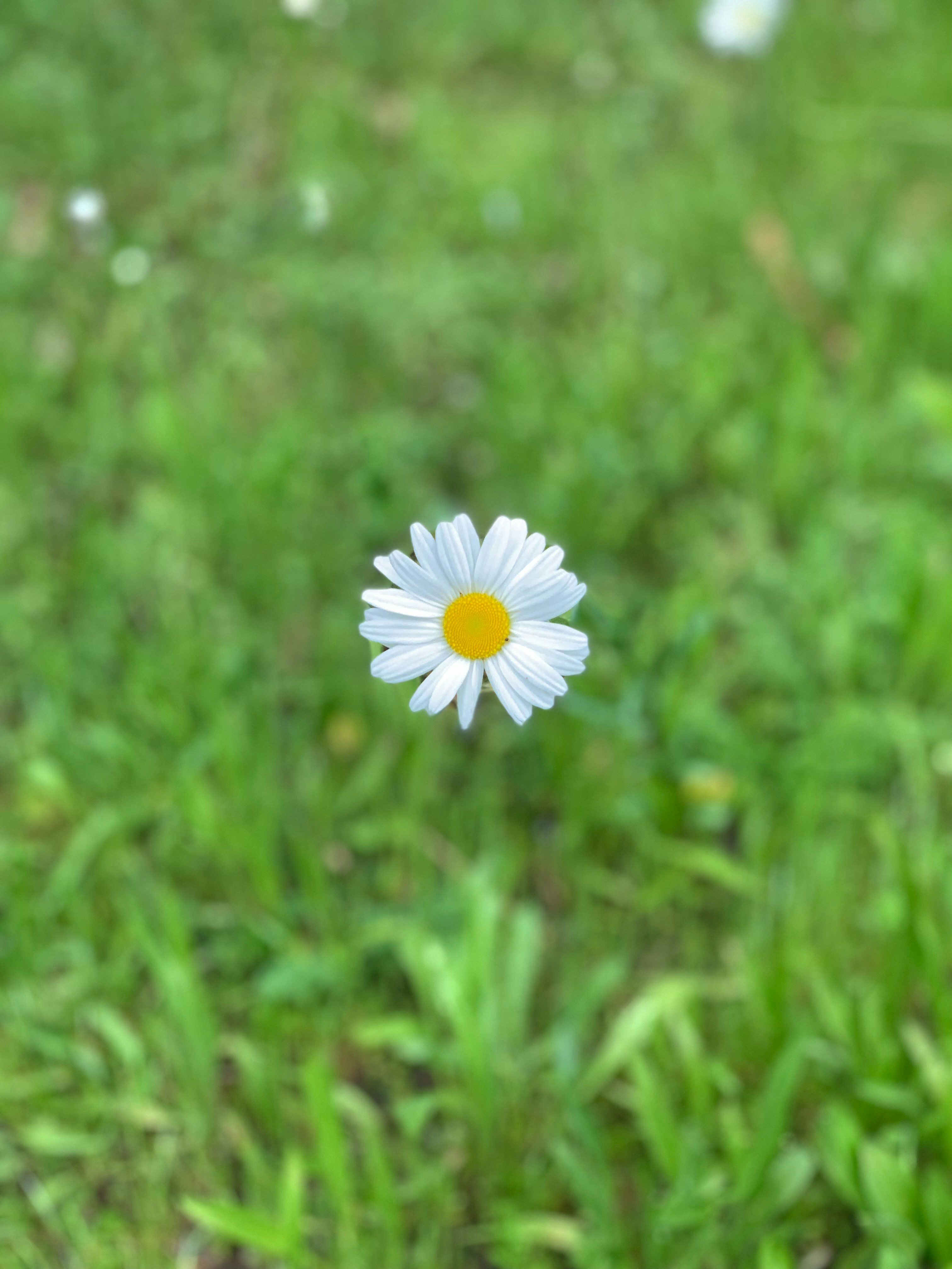 Photo by lkmatt