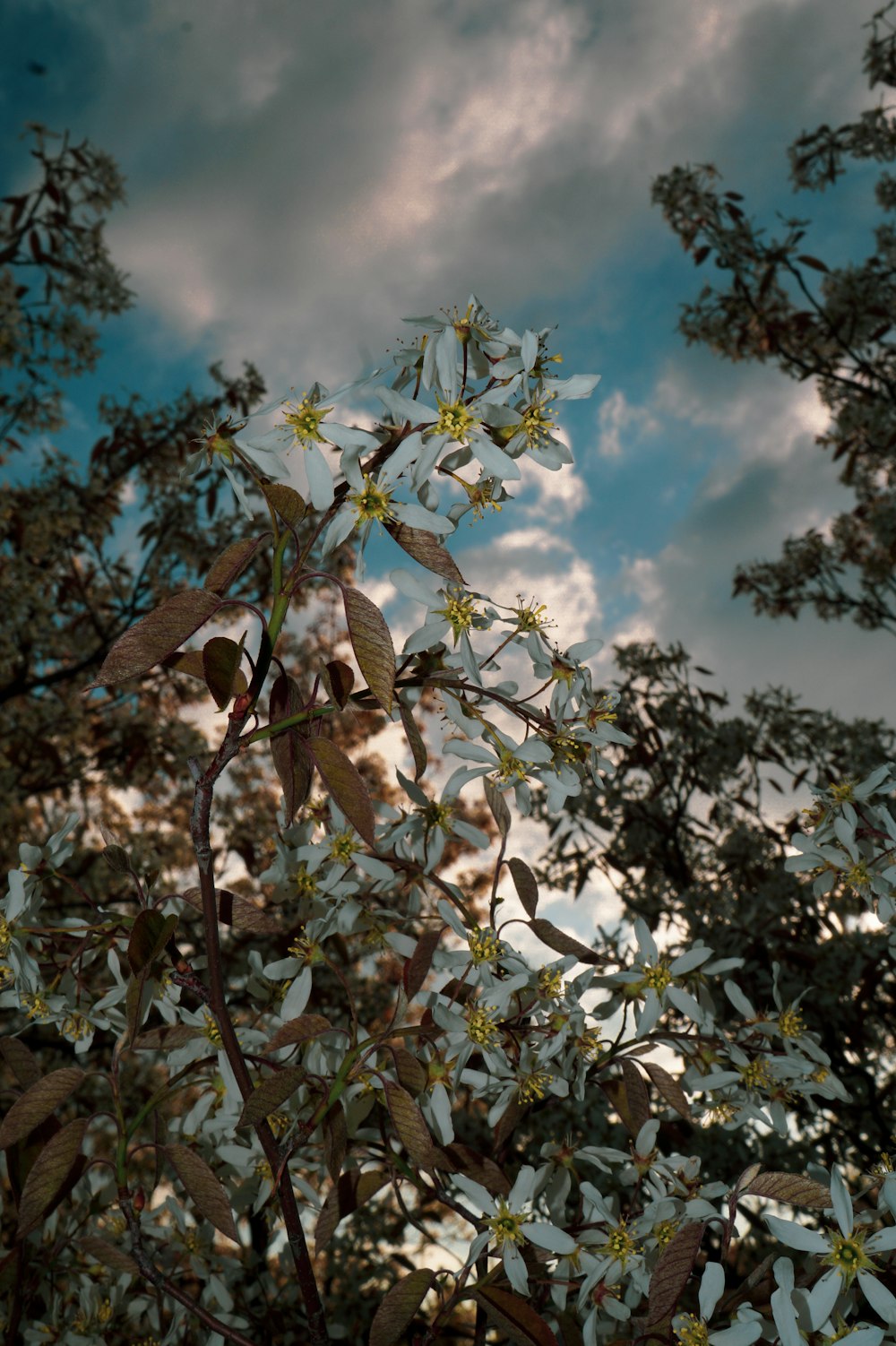 a tree with white and yellow flowers in front of a cloudy sky