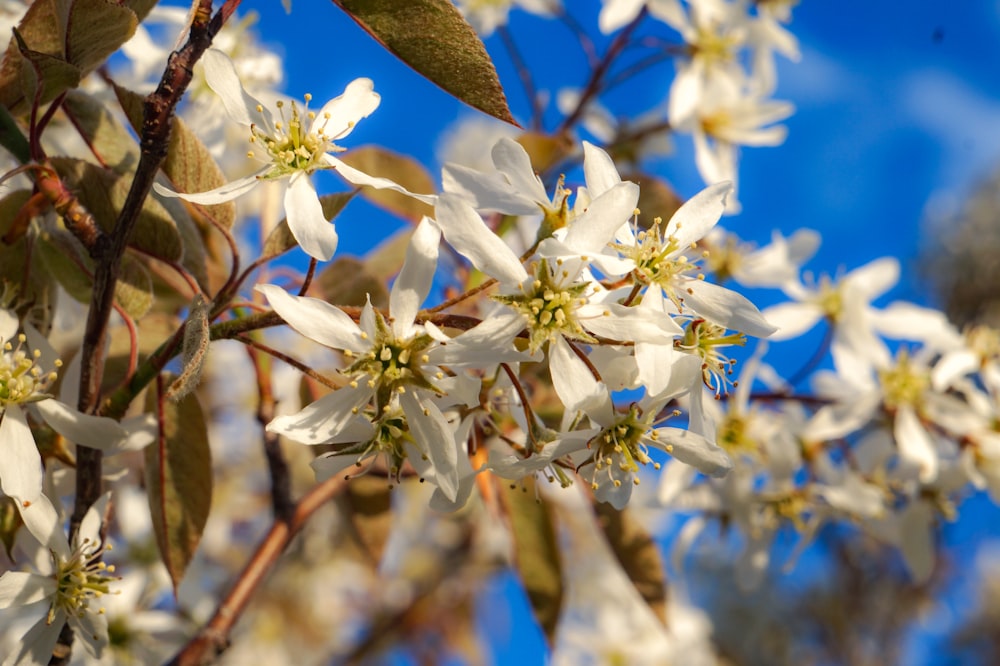 a close up of a tree with white flowers