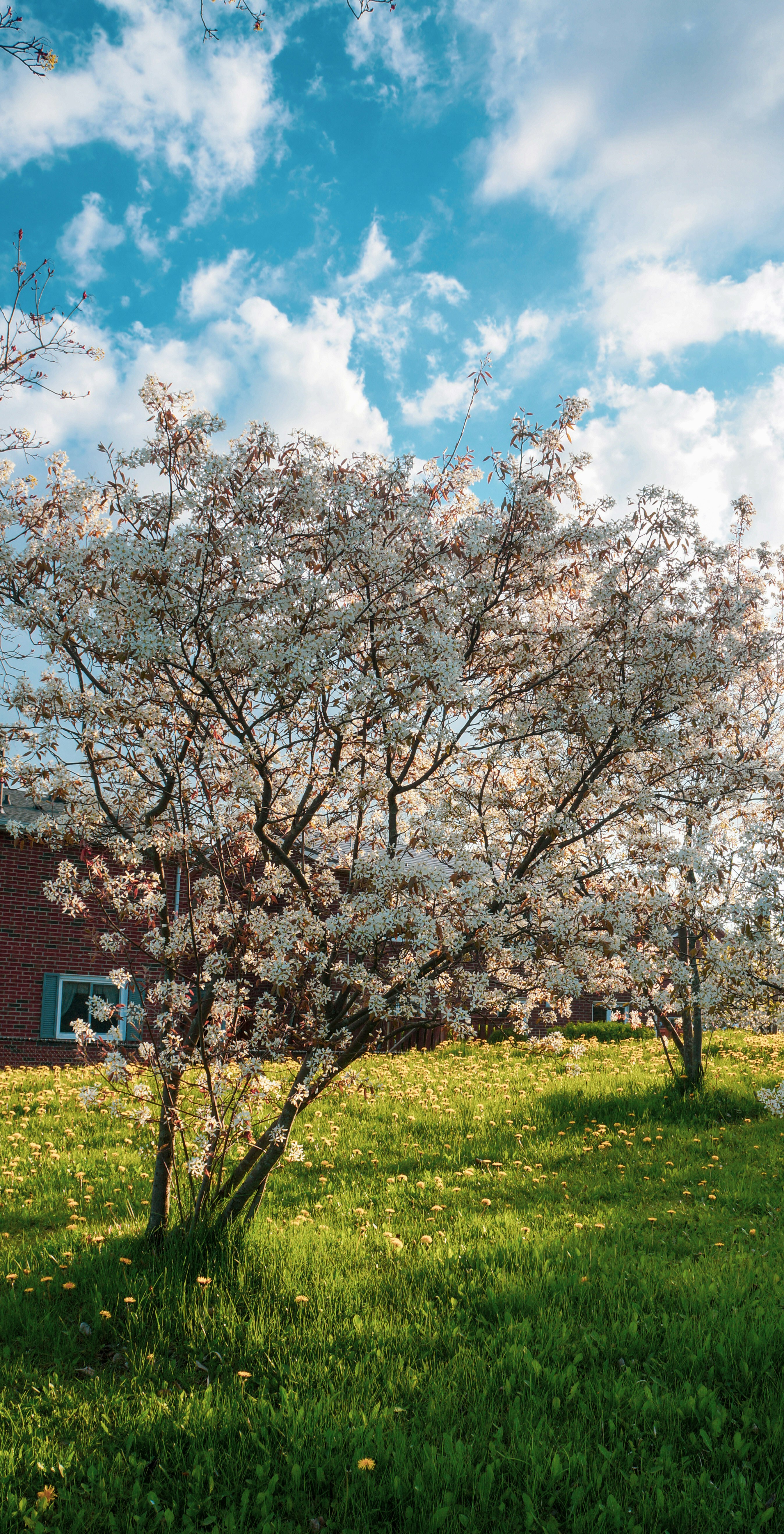 un arbre avec des fleurs blanches dans un champ herbeux