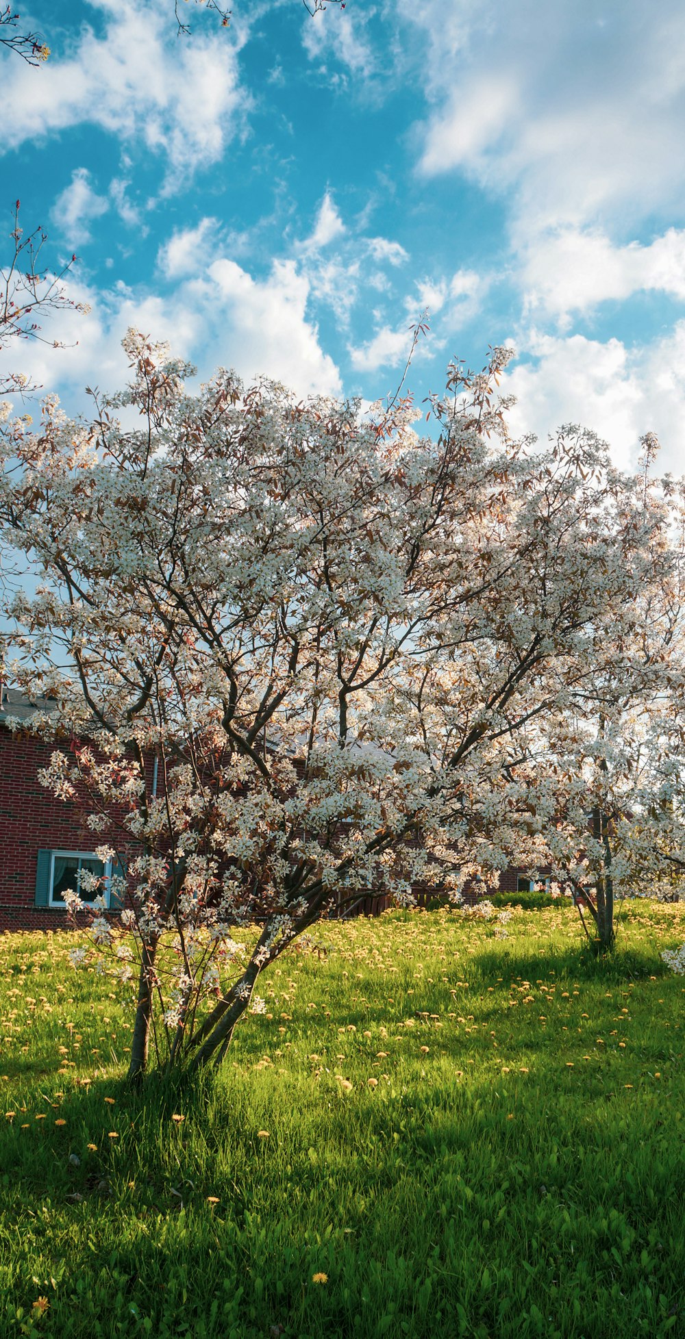 a tree with white flowers in a grassy field