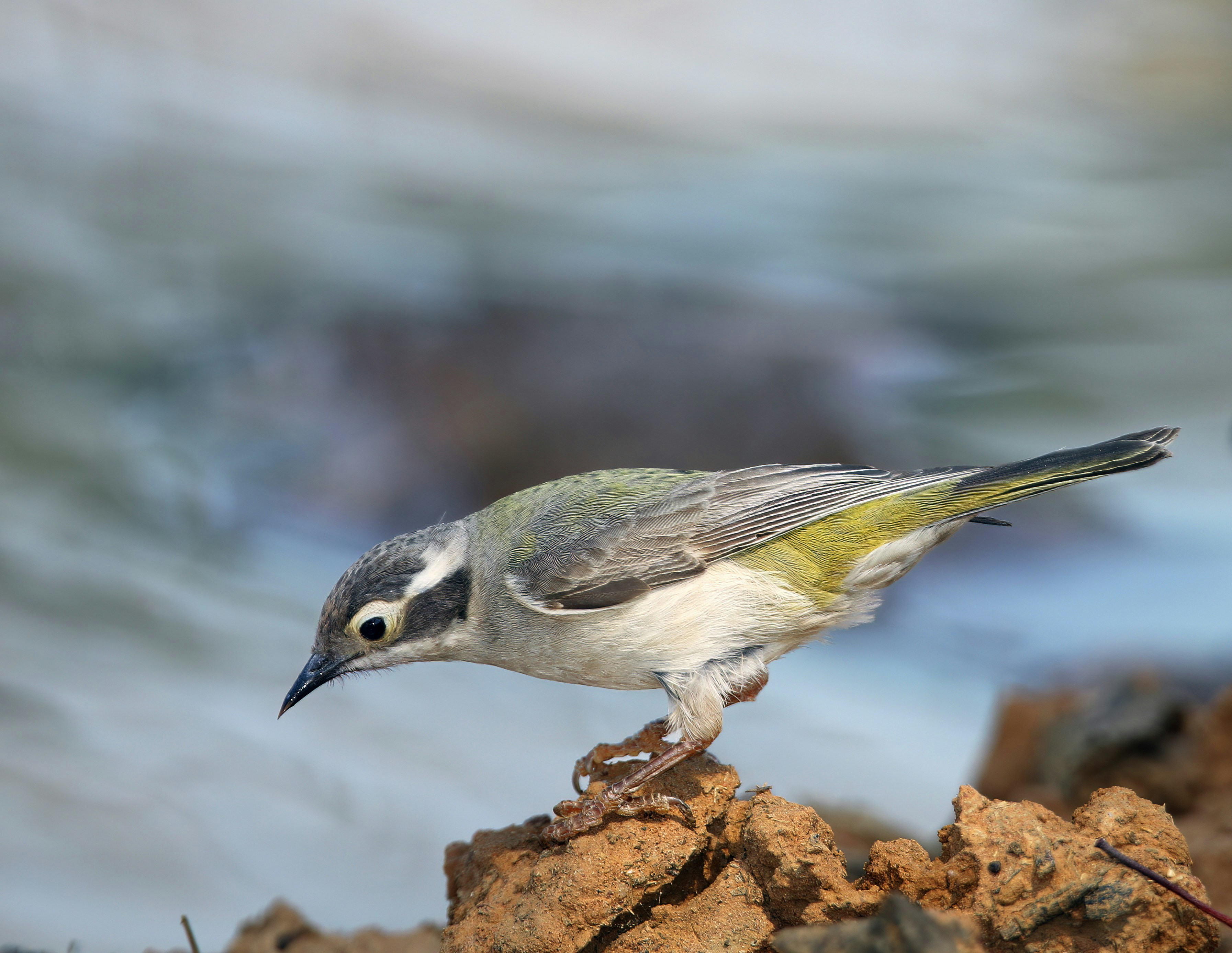a small bird standing on top of a rock