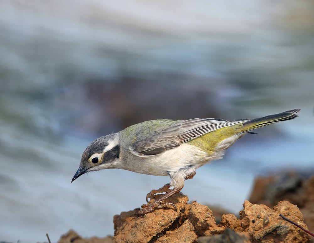 a small bird standing on top of a rock