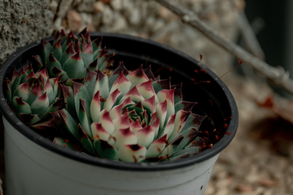 a potted plant with red and white flowers