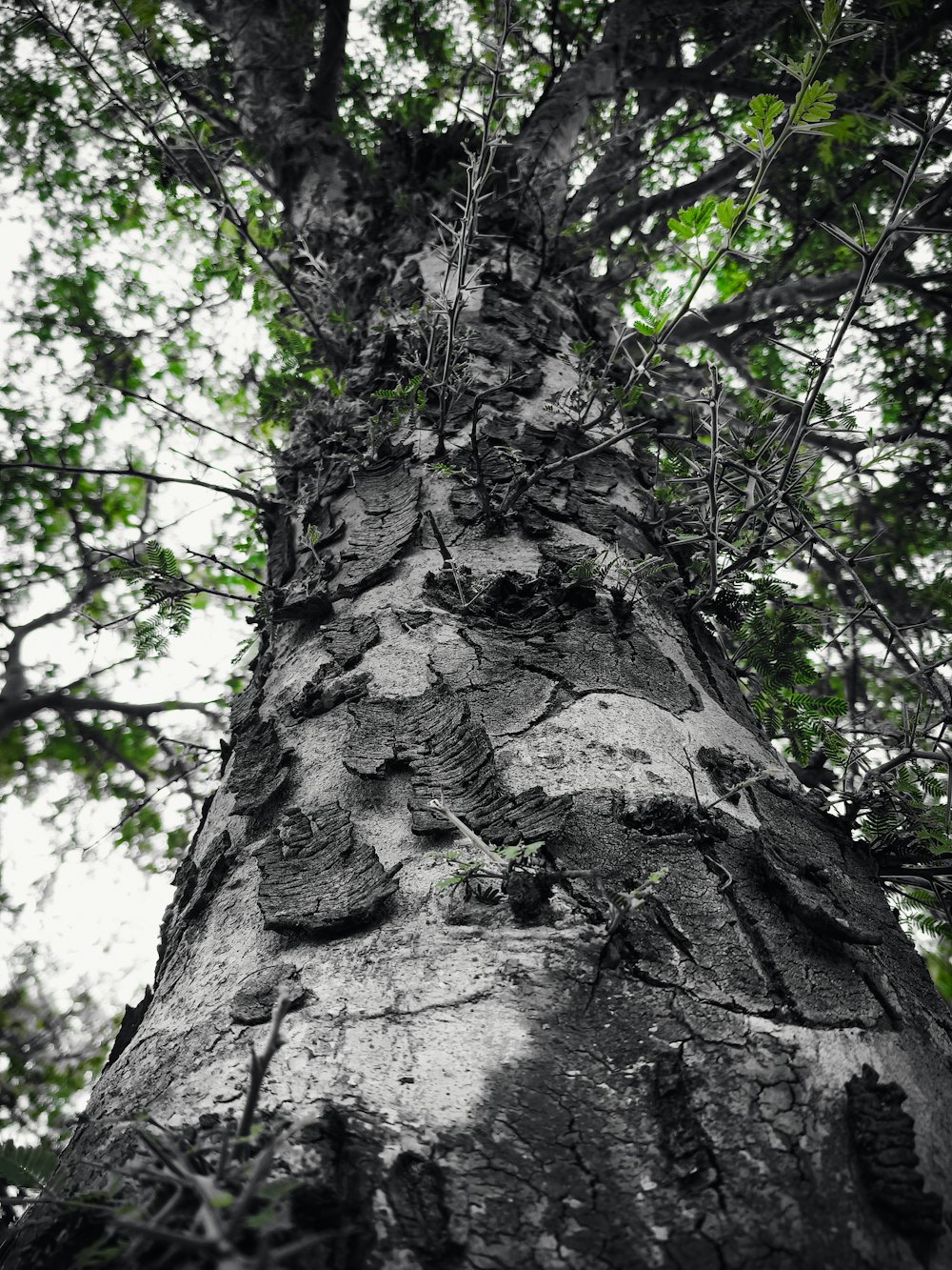 un árbol muy alto en medio de un bosque