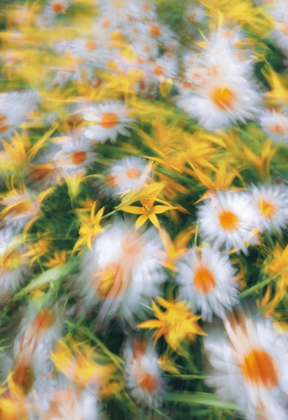 a bunch of flowers that are in the grass