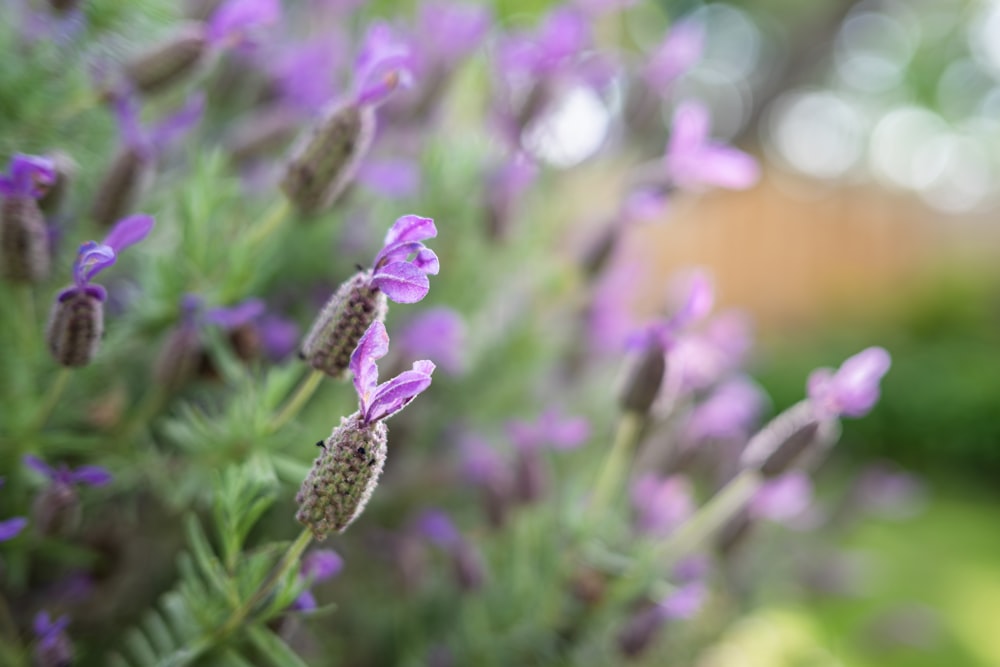 a close up of a bunch of purple flowers