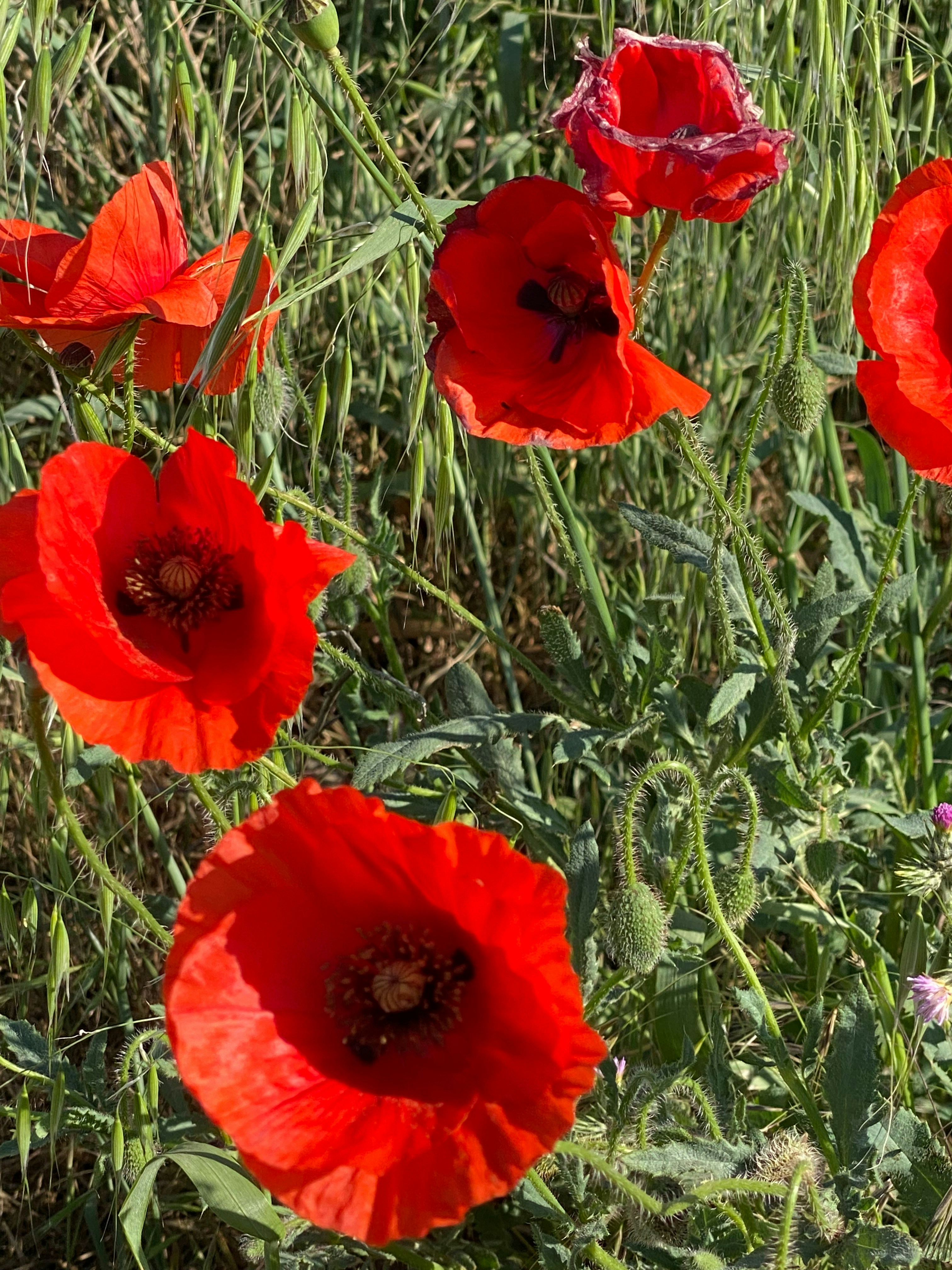 Photo by webdrawcolors