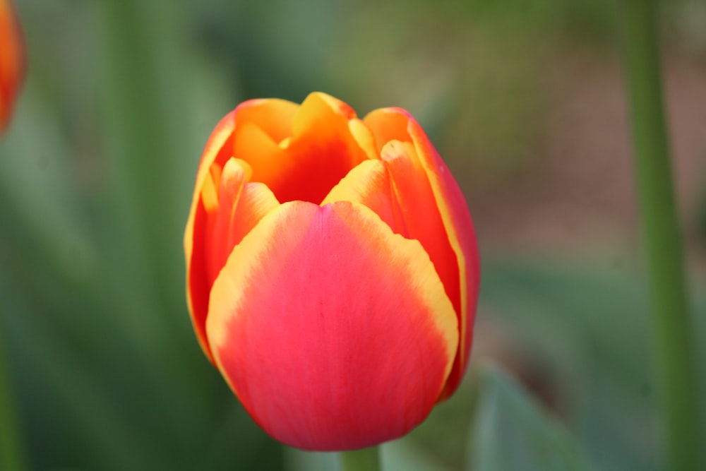 a close up of a red and yellow tulip