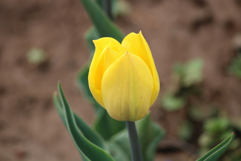 uma única tulipa amarela em um jardim