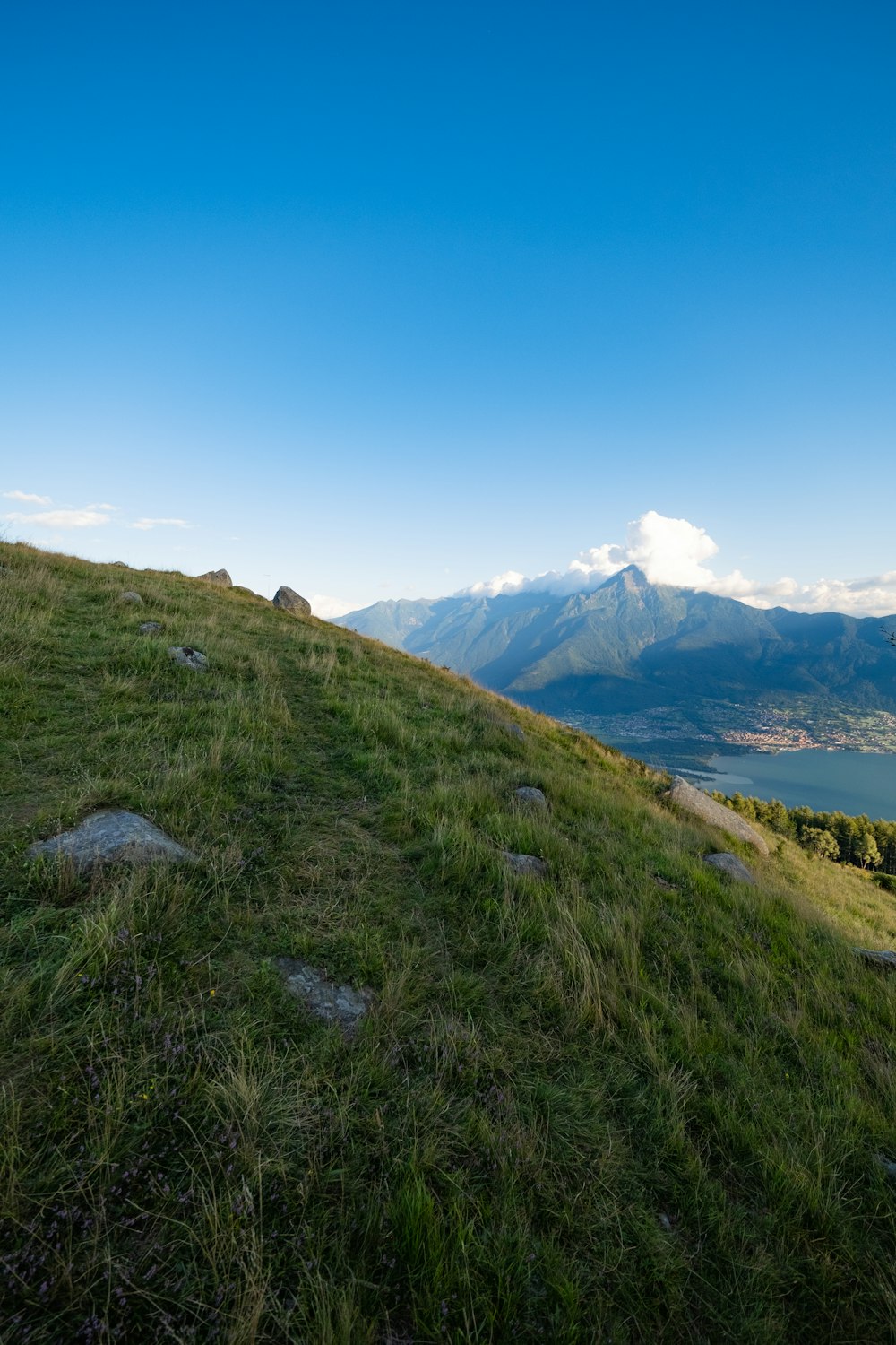 a sheep standing on top of a lush green hillside