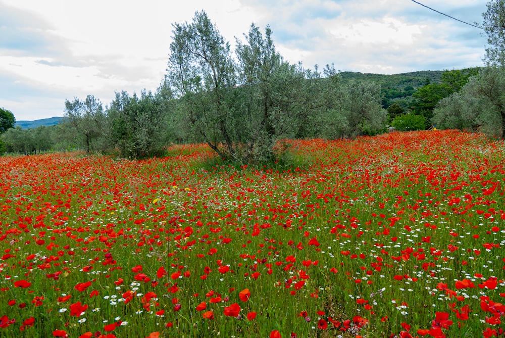 a field full of red and white flowers