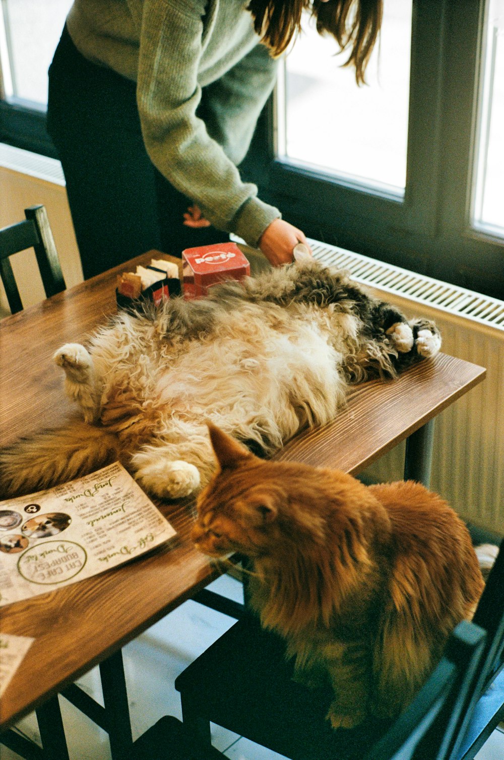 a cat laying on top of a wooden table next to a woman