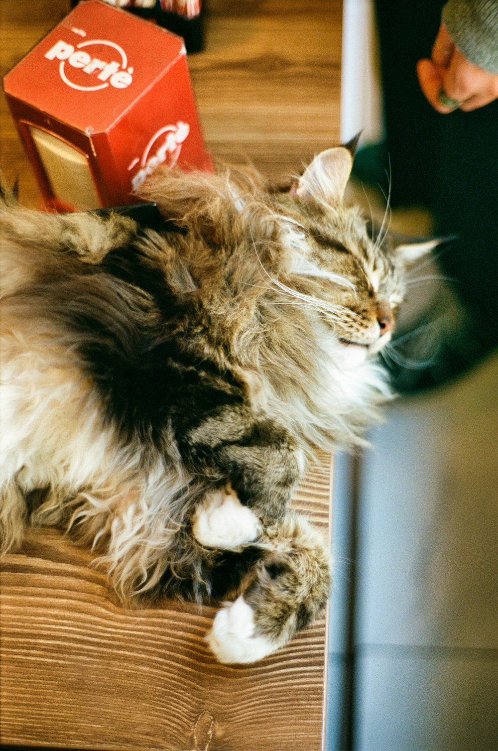 a fluffy cat laying on top of a wooden floor