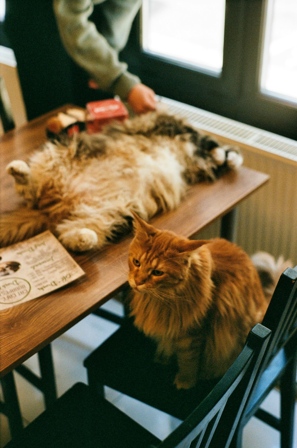 a couple of cats laying on top of a wooden table