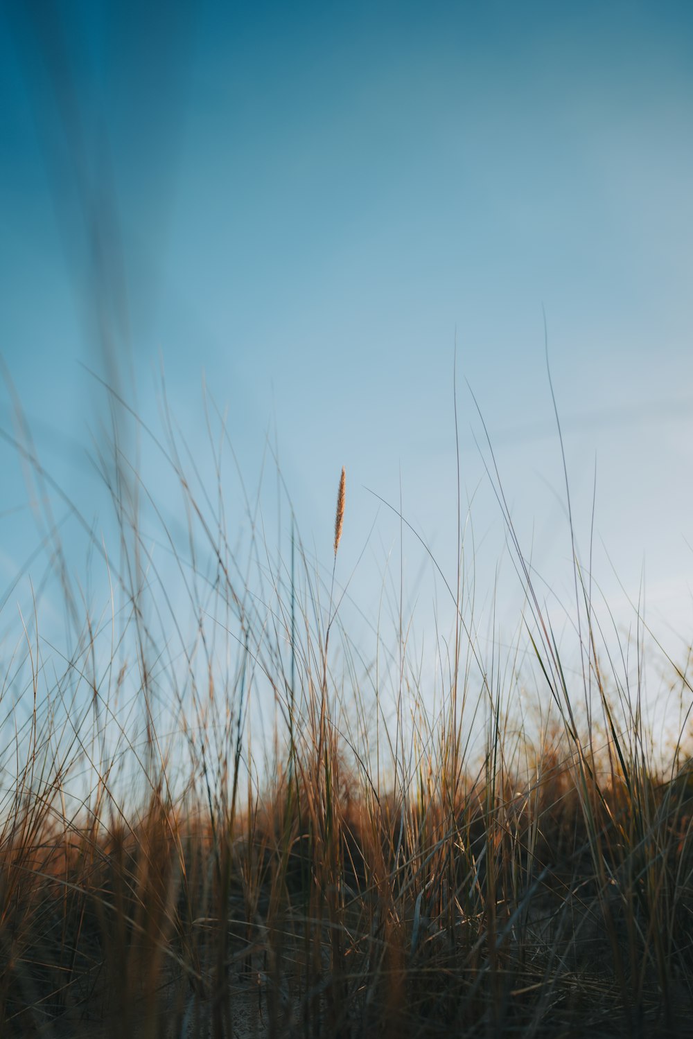 a blurry photo of a field with tall grass