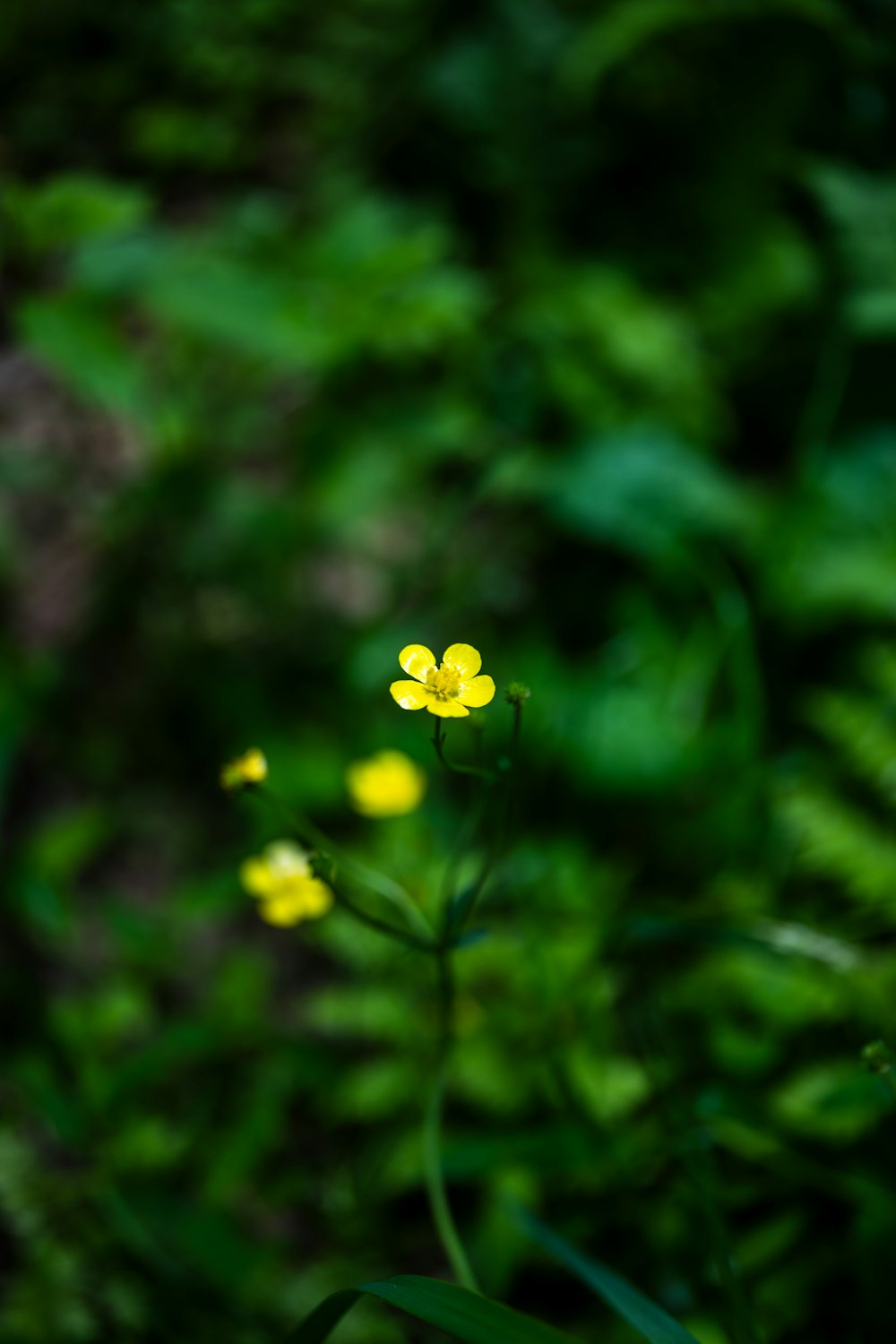 a small yellow flower sitting in the middle of a forest