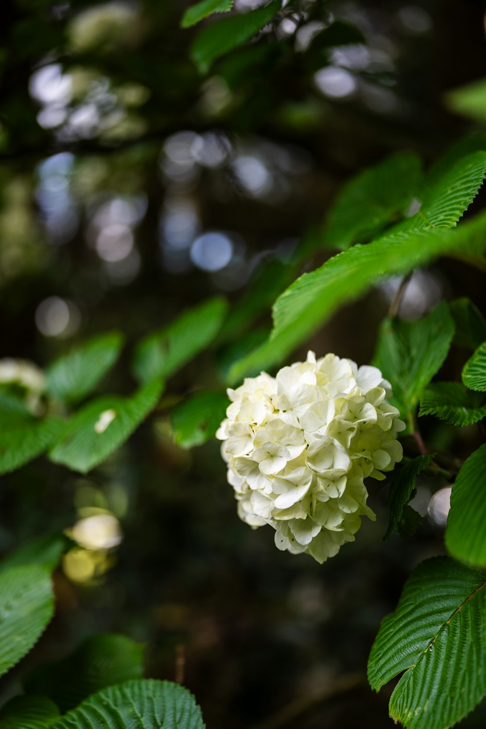 a white flower is growing on a tree