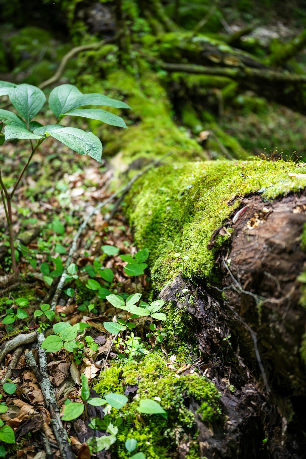 a small plant growing out of a mossy log