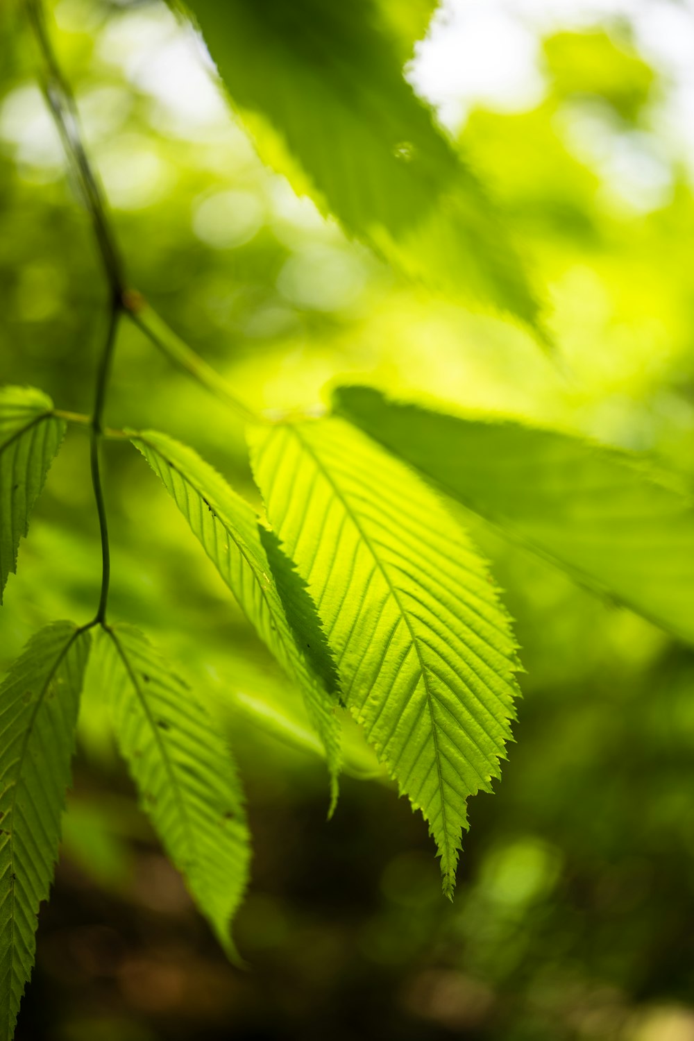 a close up of a green leaf on a tree