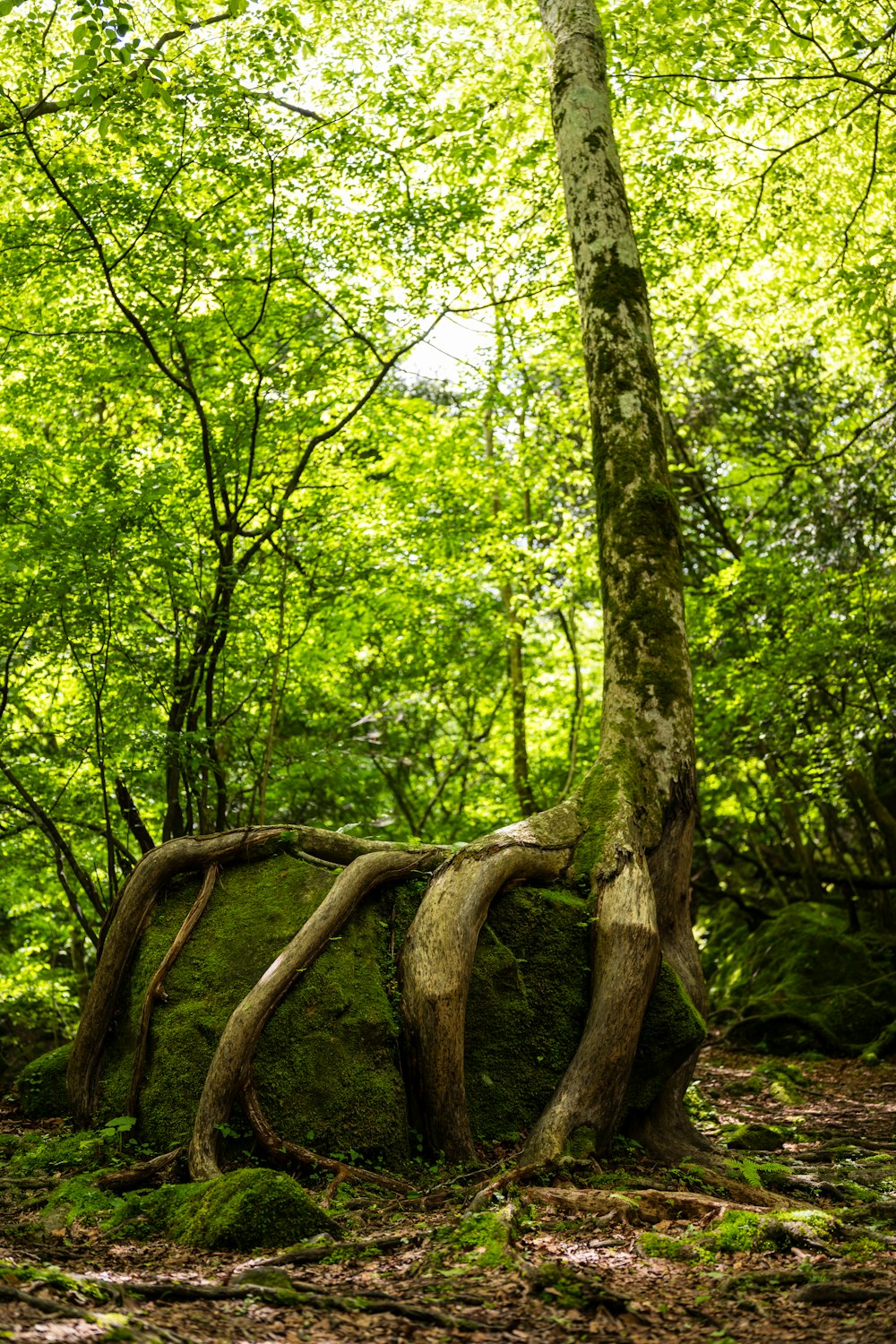 a large rock in the middle of a forest