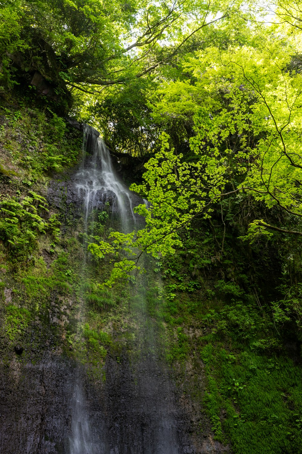 a waterfall in the middle of a lush green forest