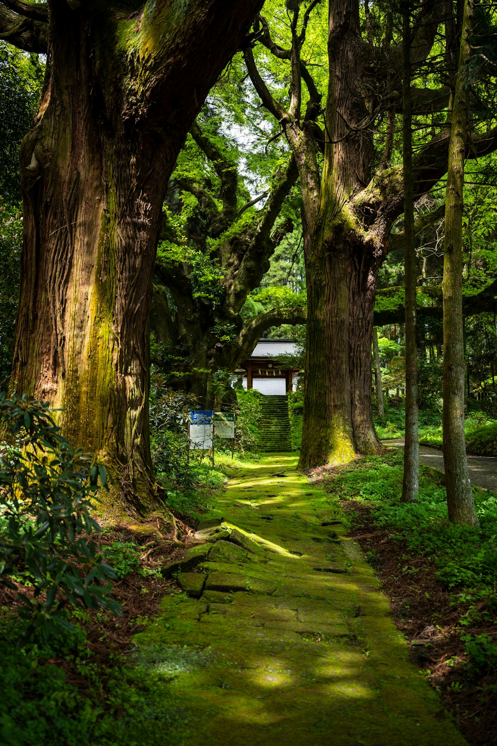 a path in the middle of a lush green forest