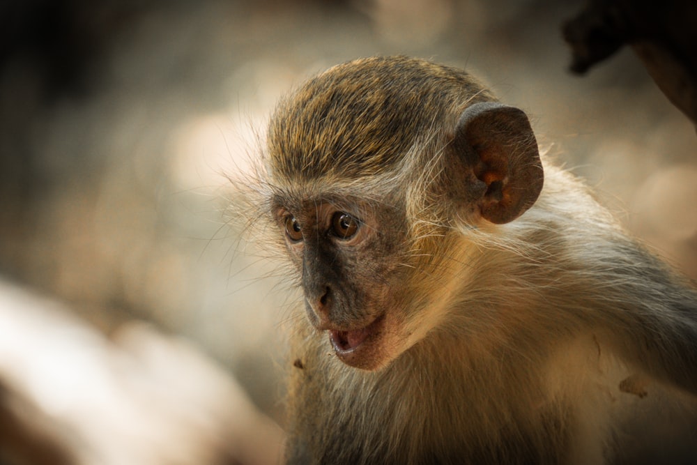 a close up of a monkey with a blurry background