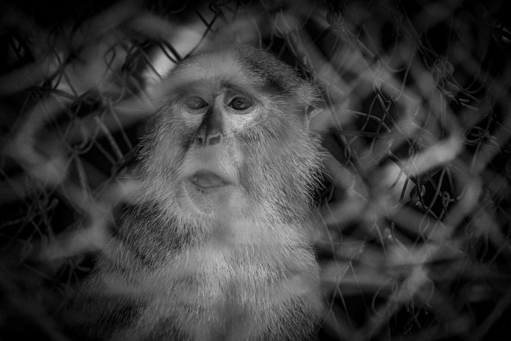 a black and white photo of a monkey behind a fence