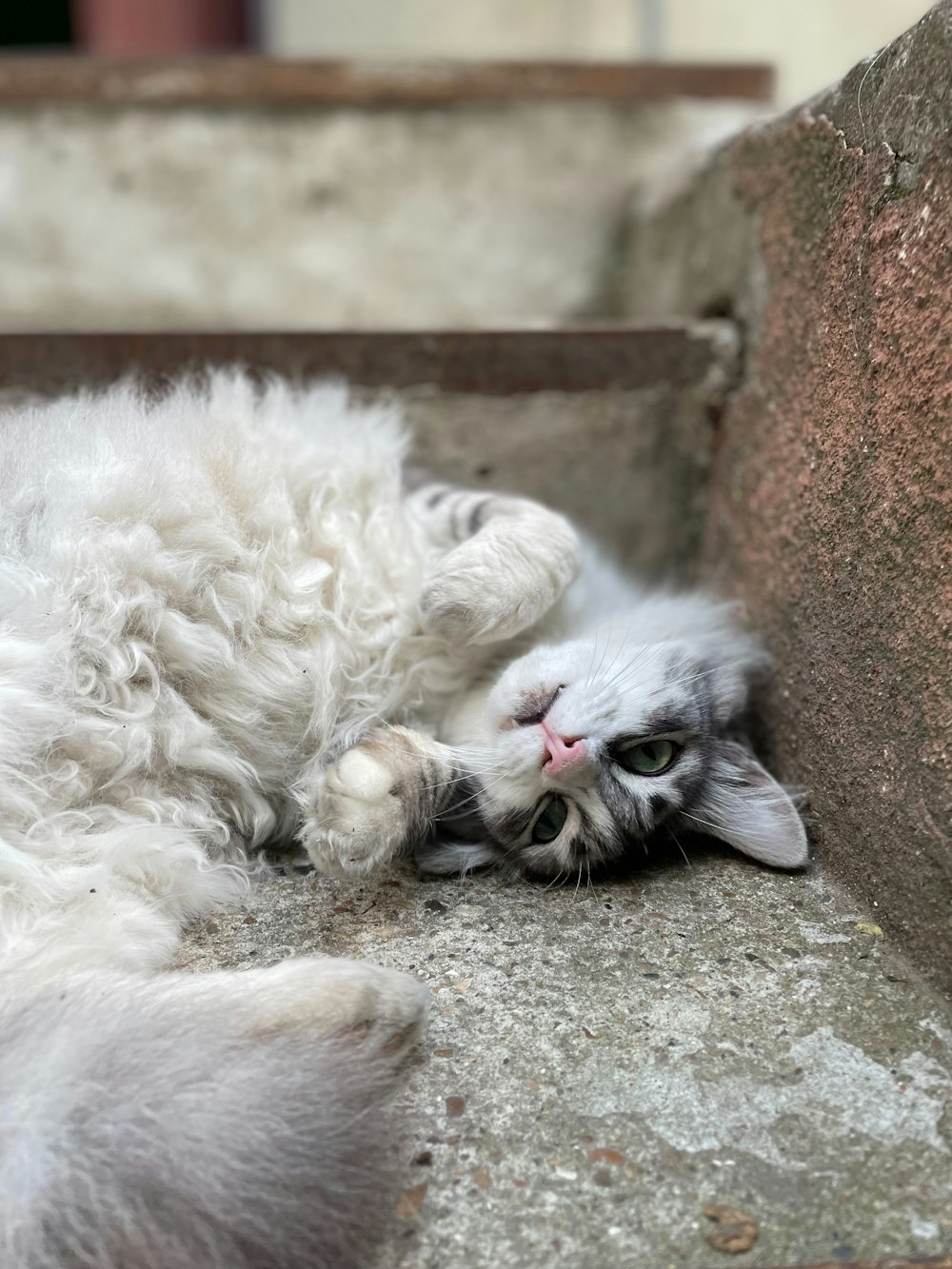 a white cat laying on its back on the ground