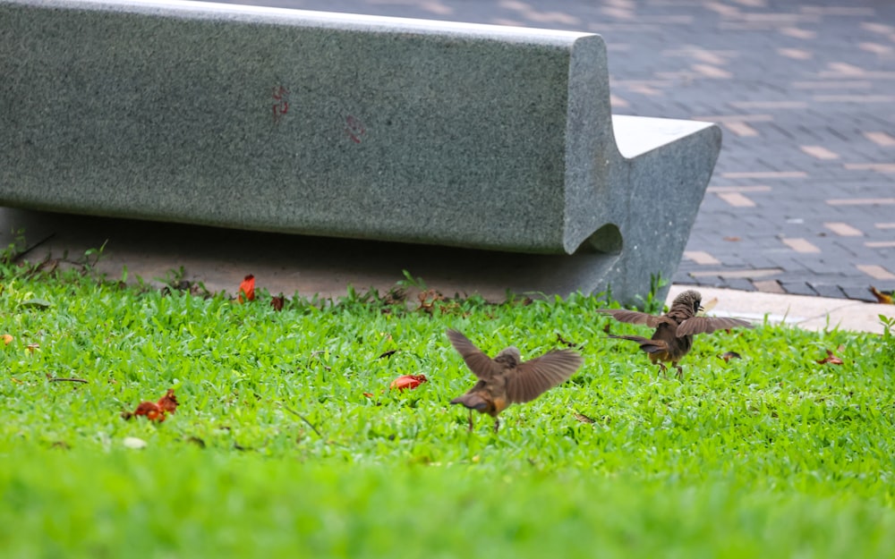 a couple of birds that are standing in the grass