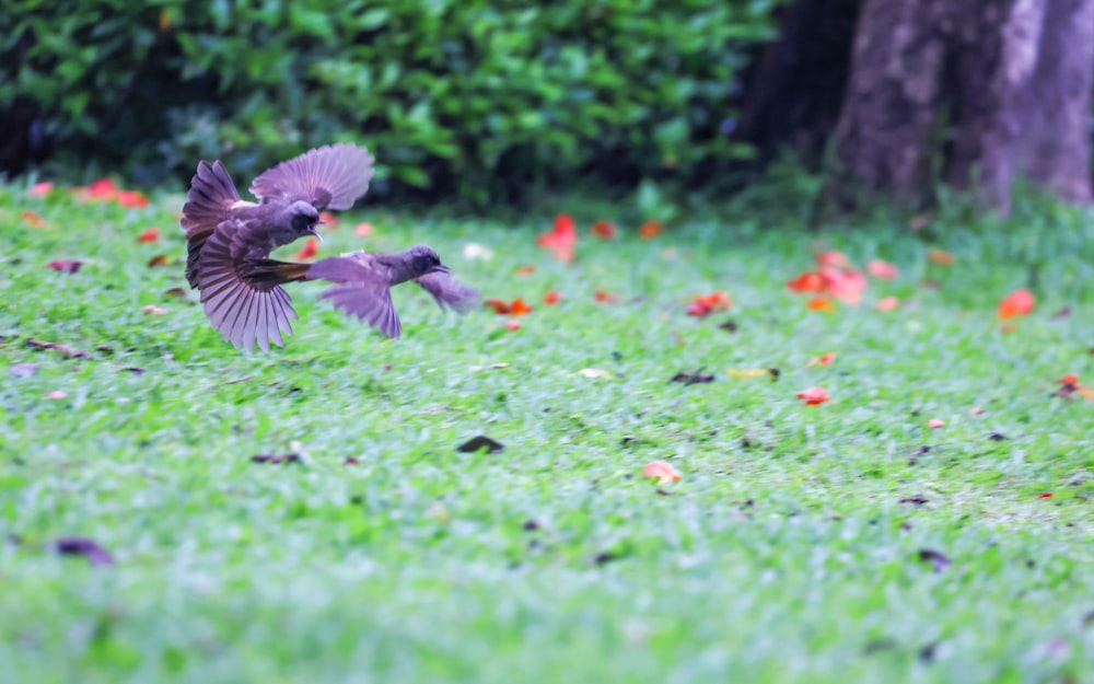a couple of birds flying over a lush green field