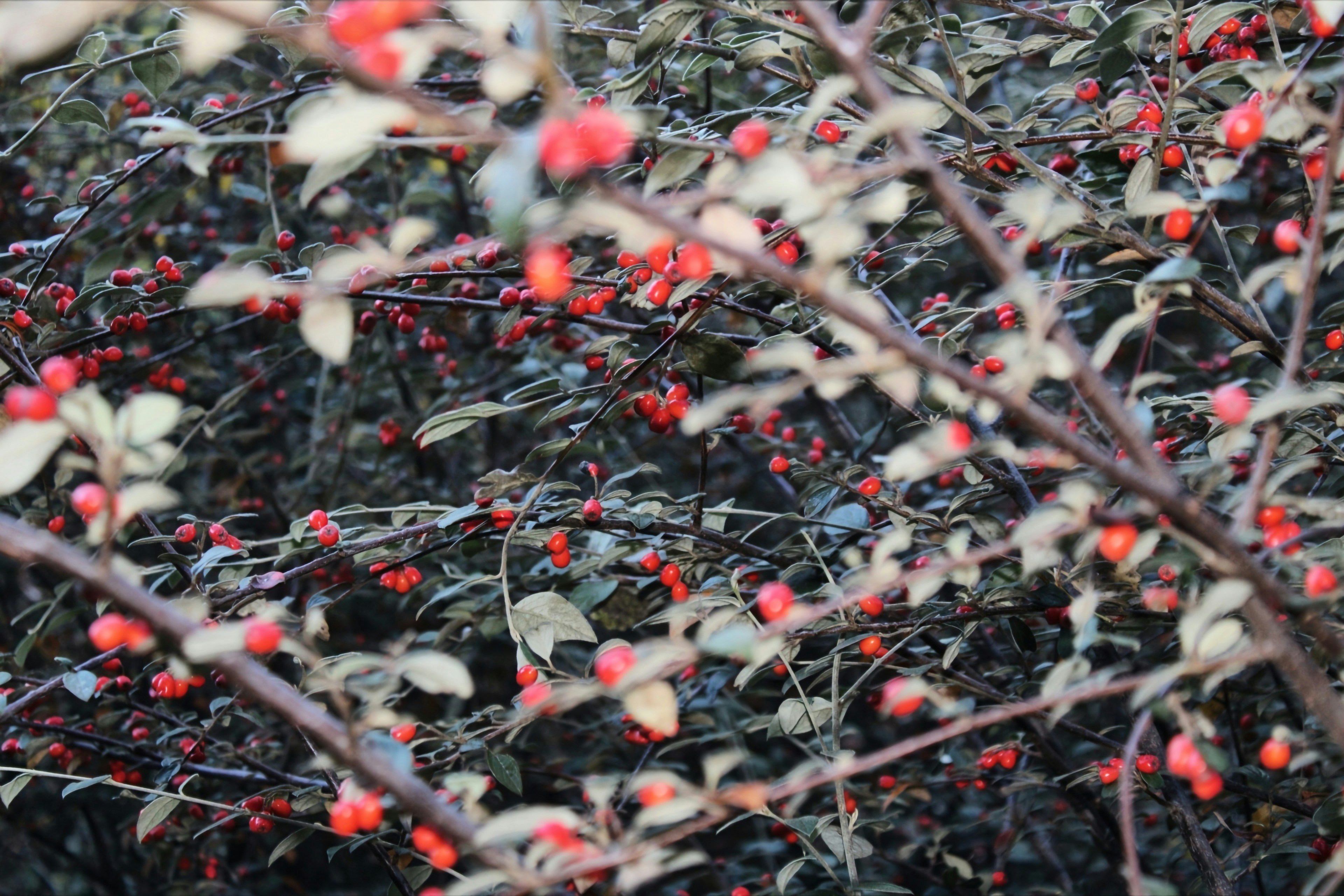 Photo by cvw27