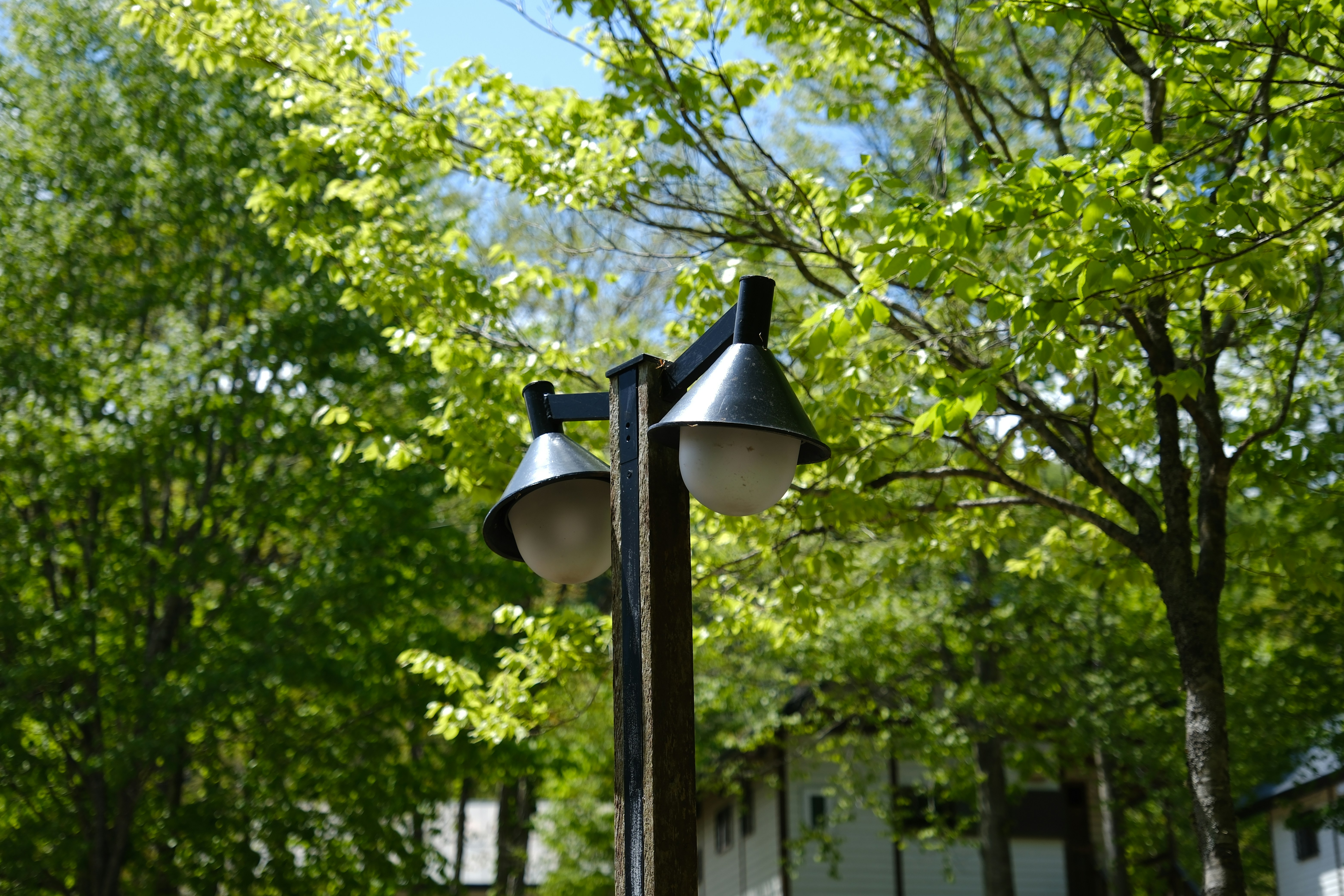 a couple of street lights sitting next to a tree