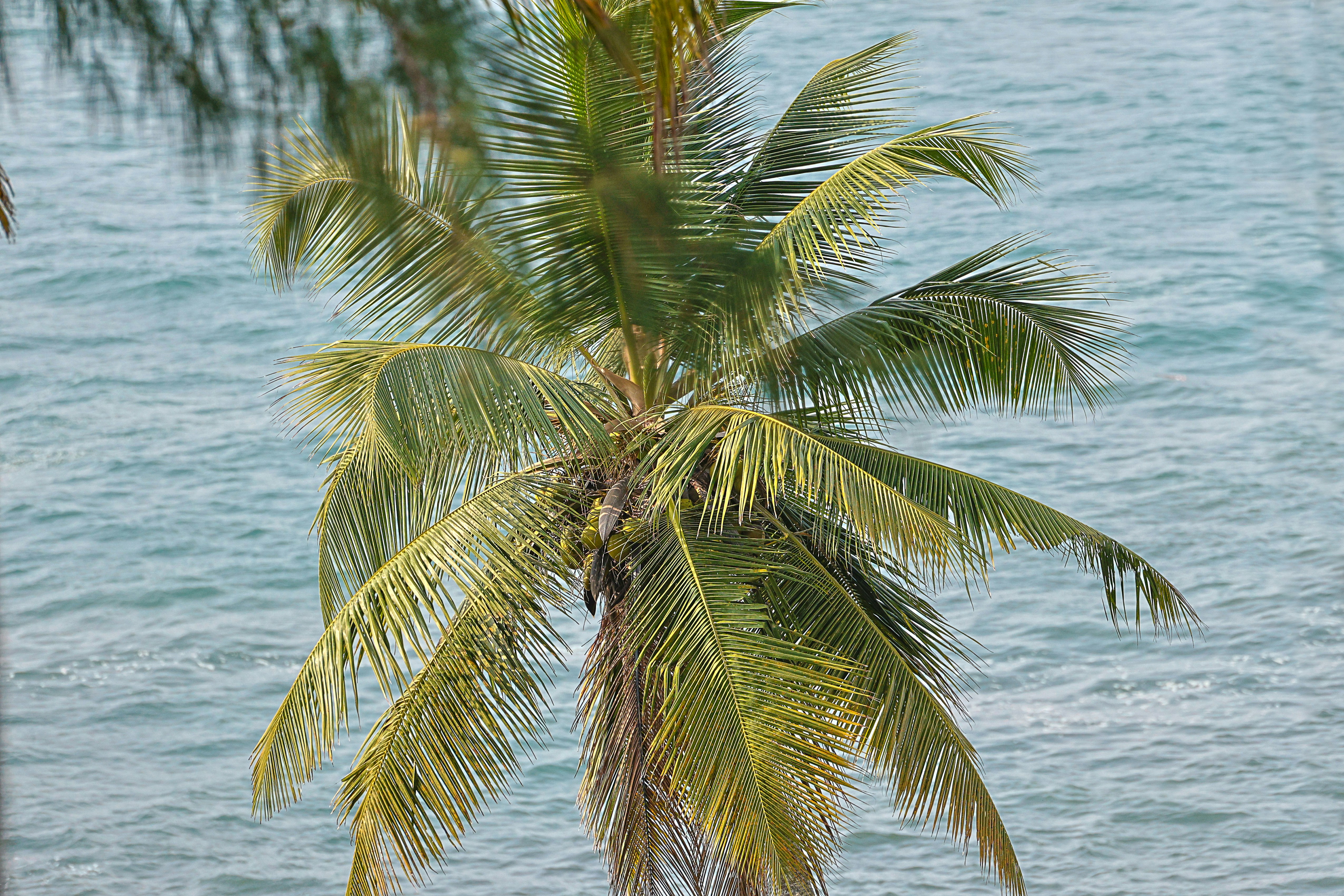 a palm tree with the ocean in the background