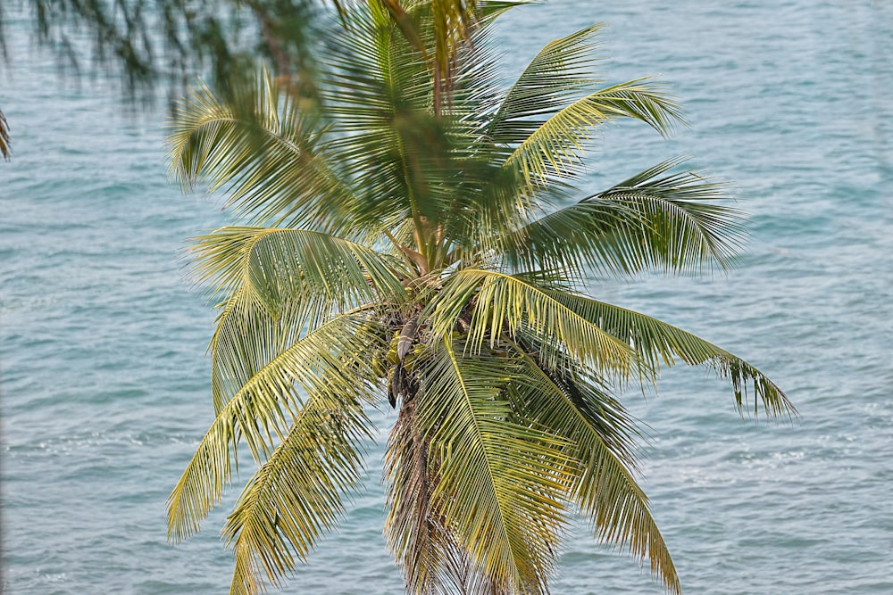a palm tree with the ocean in the background