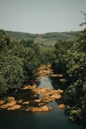 a river running through a lush green forest